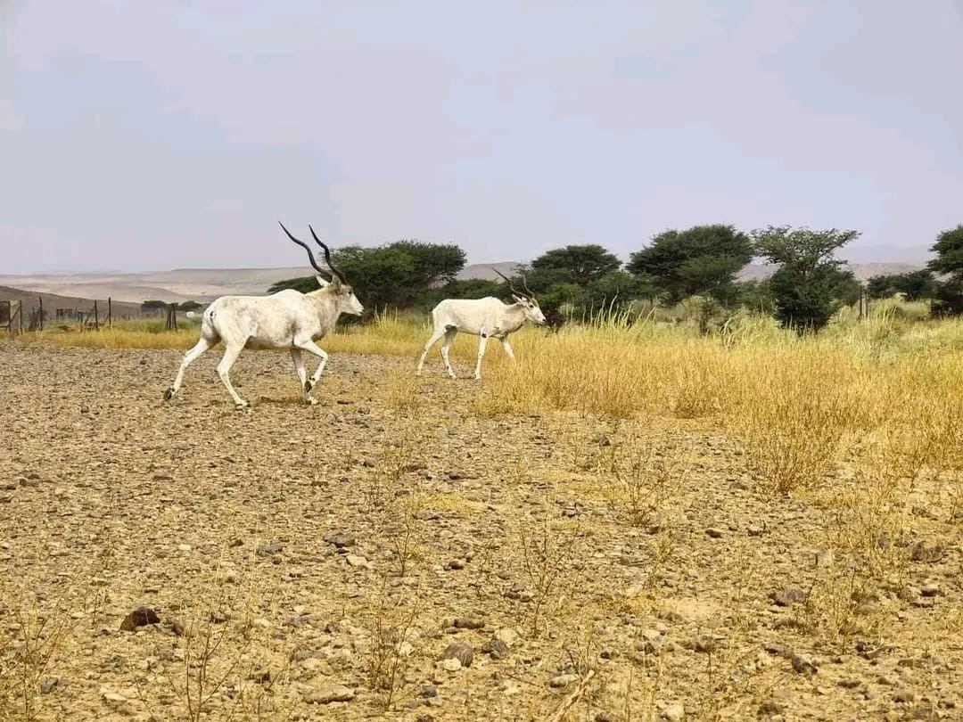 Two Addax antelopes in motion