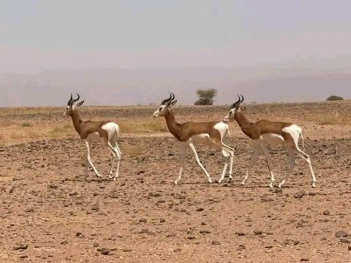 Three Dama gazelles in open terrain