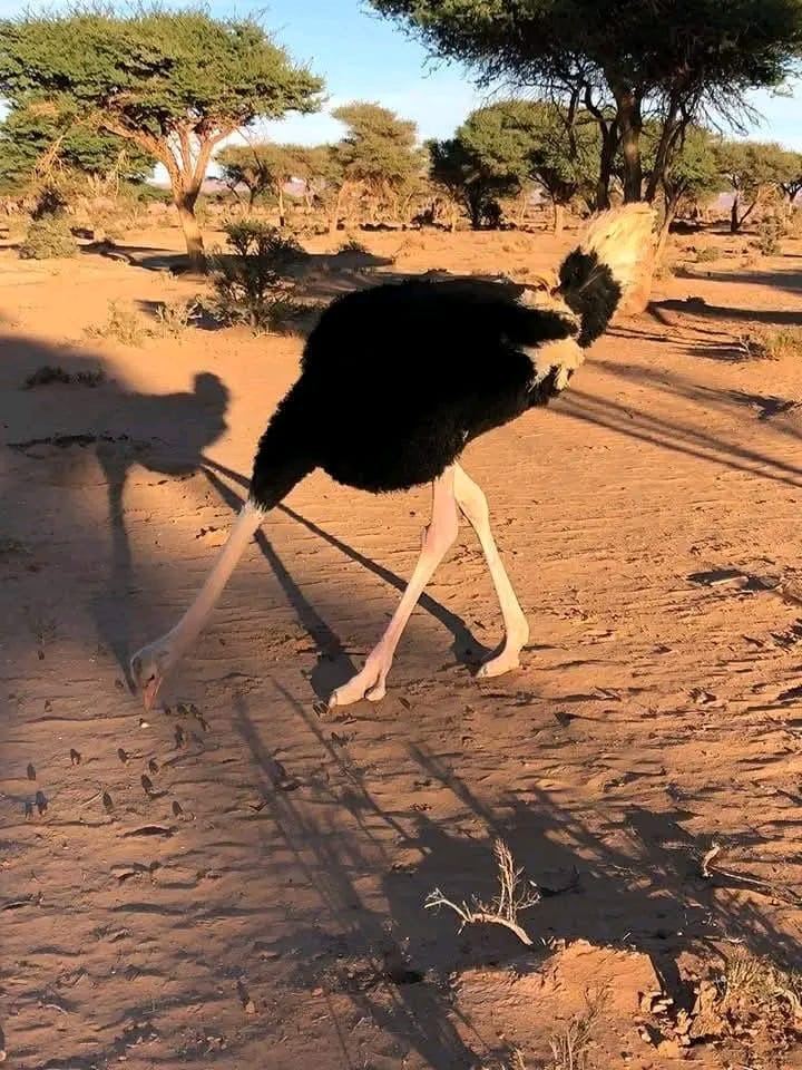 Ostrich pecking the ground at sunset