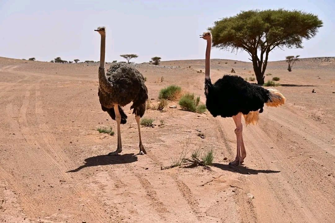 Two ostriches on a desert path