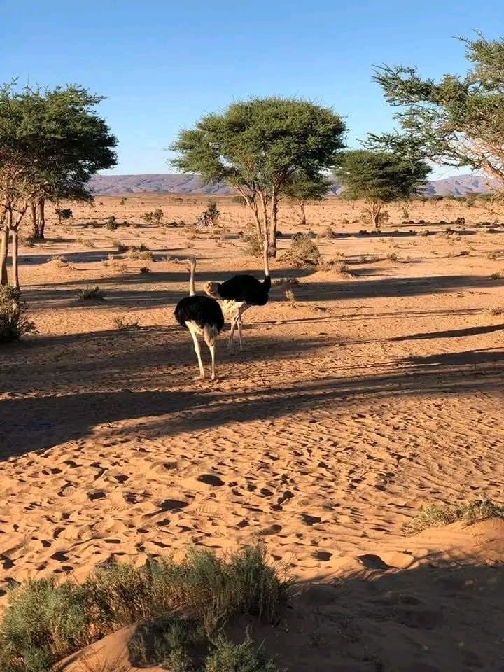 Two ostriches at sunset