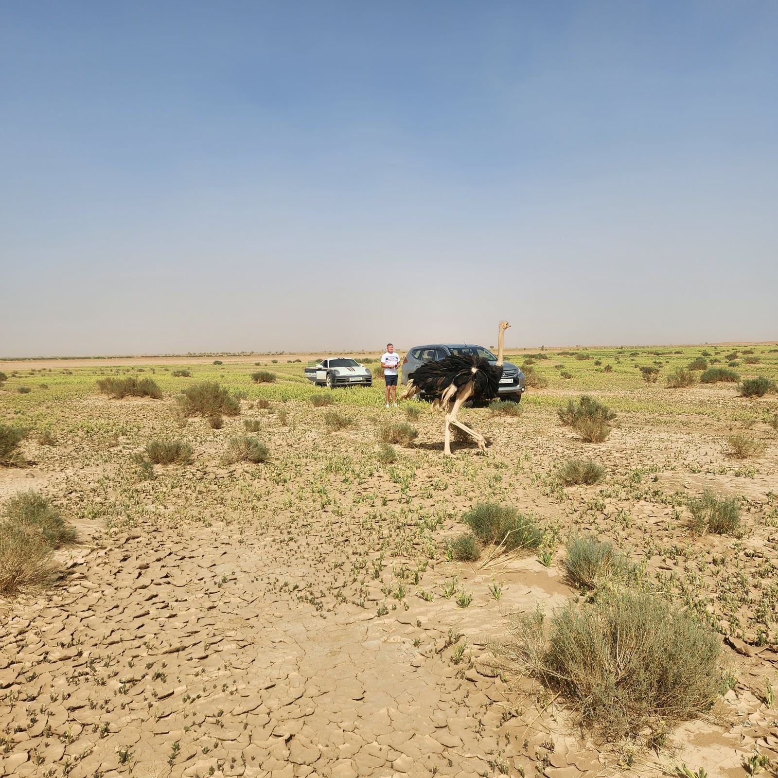 Porsche 911 Dakar with an ostrich alongside