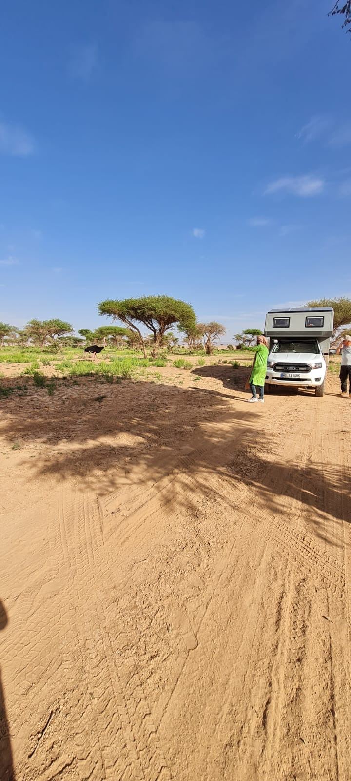 Ford Ranger camper with ostriches in the background
